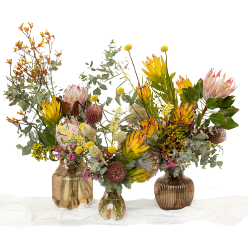 Elderberry Website Product Images (17)