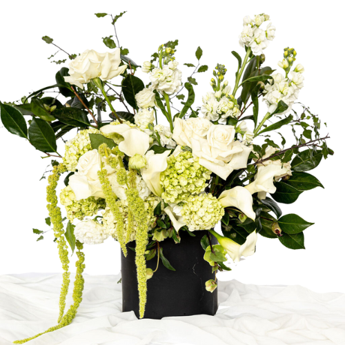Elderberry Website Product Images (21)